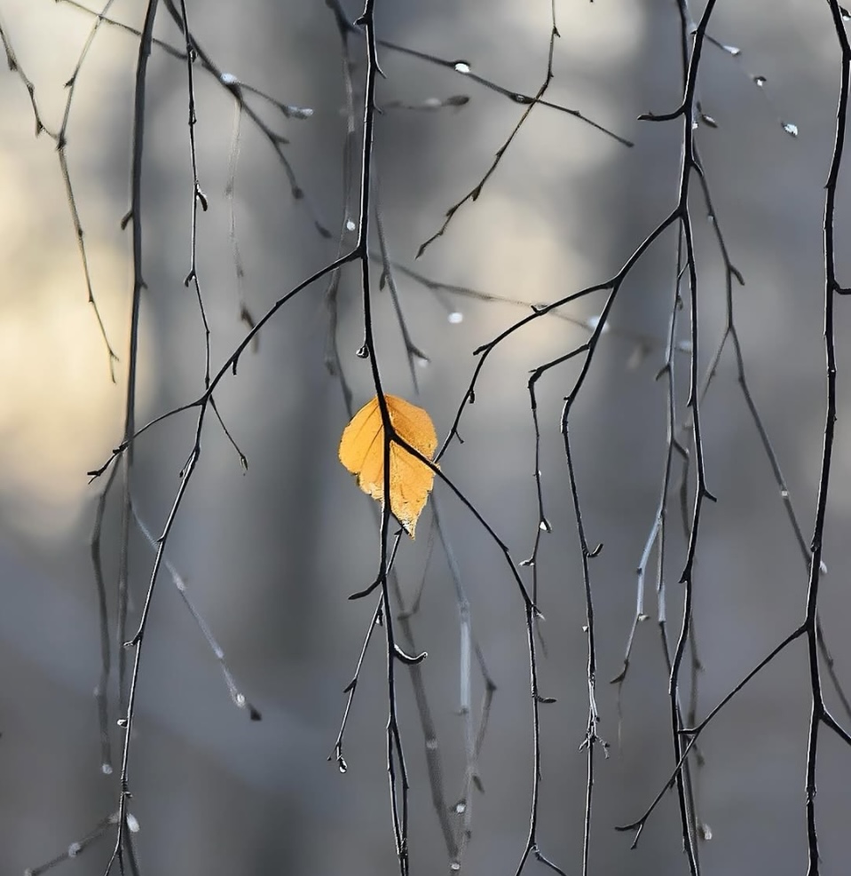 (ç) Regina Jenniges - Herbstblatt